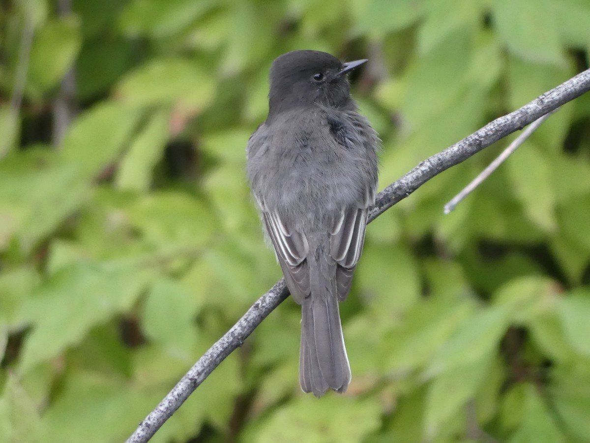 Black Phoebe - ML643977743