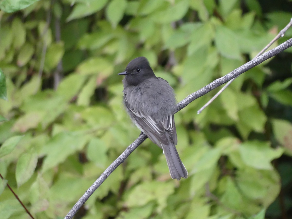 Black Phoebe - ML643977744