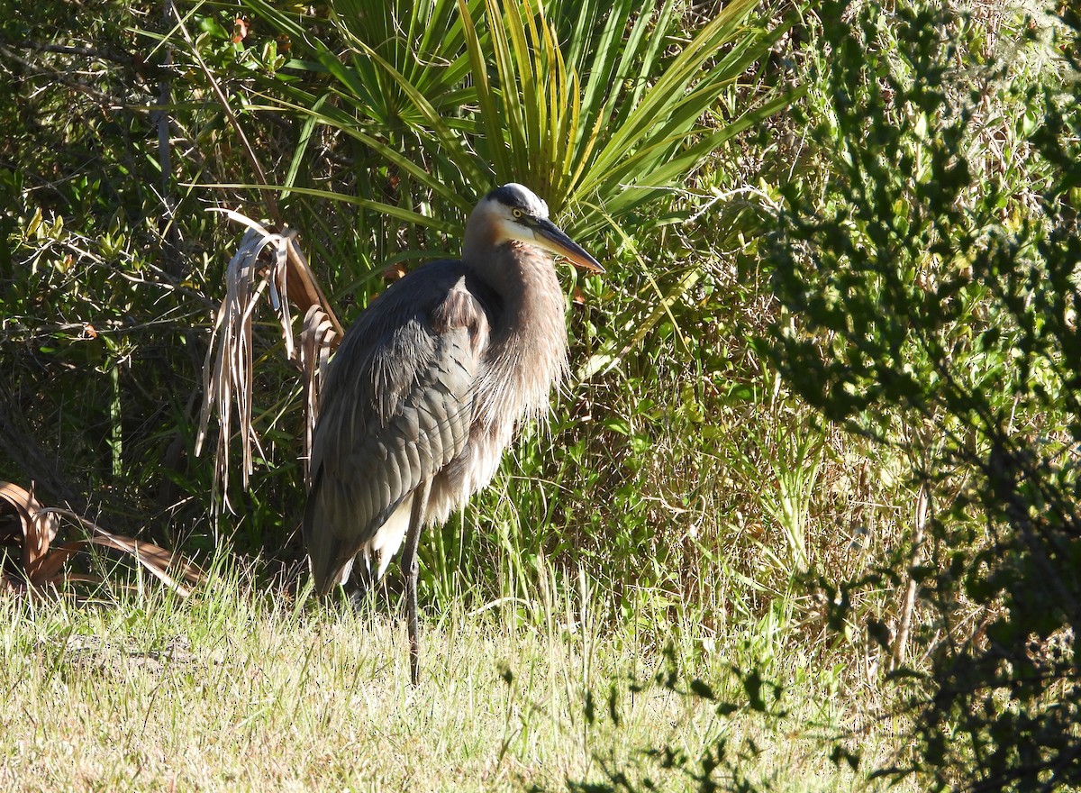 Garza Azulada - ML643977747