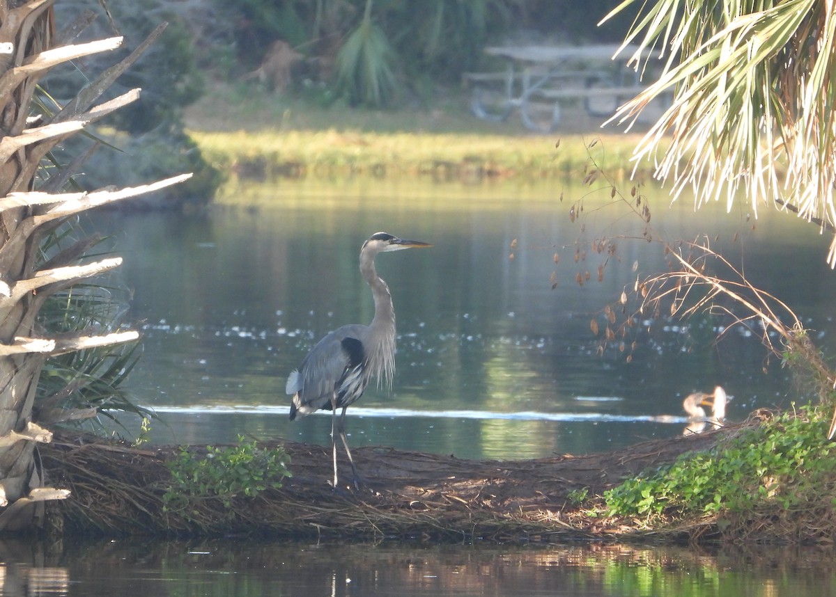Garza Azulada - ML643977749