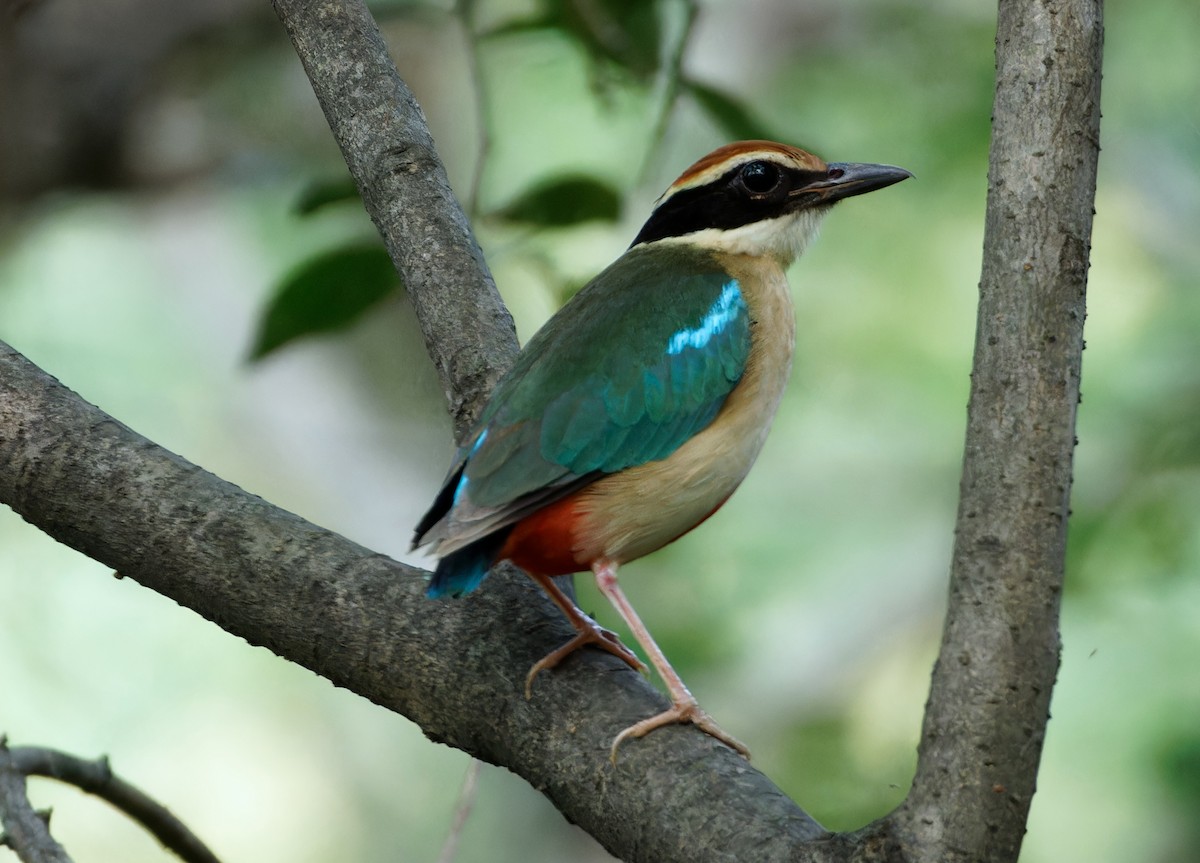 Fairy Pitta - ML643977756