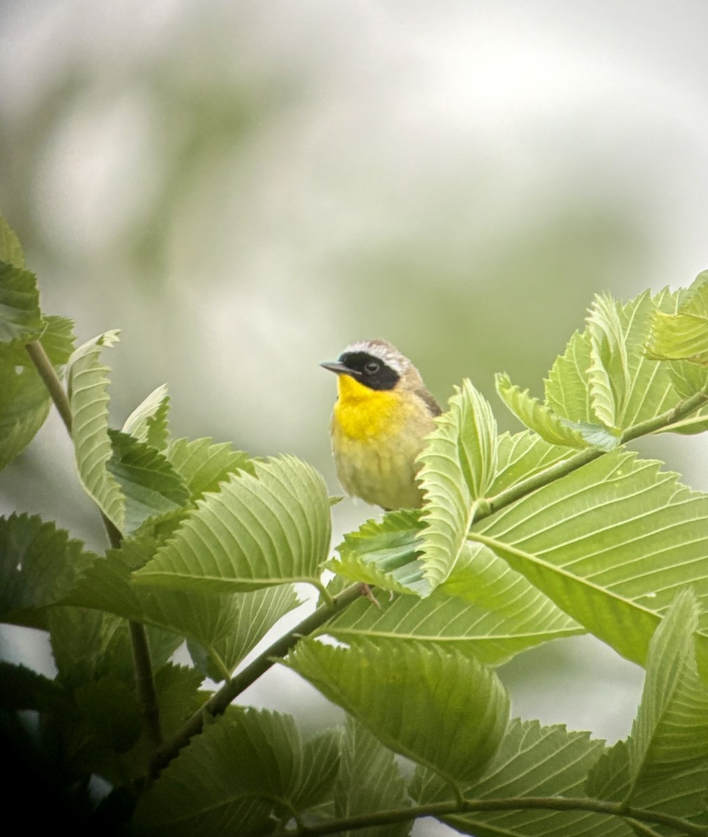 Paruline masquée - ML643977757
