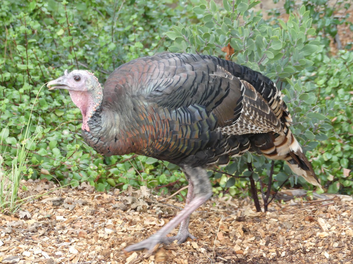 Wild Turkey - ML643977758