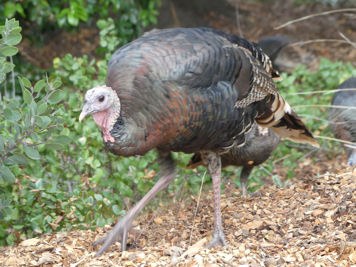 Wild Turkey - ML643977759