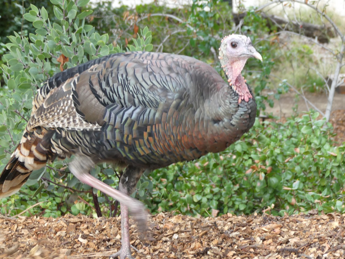 Wild Turkey - ML643977760