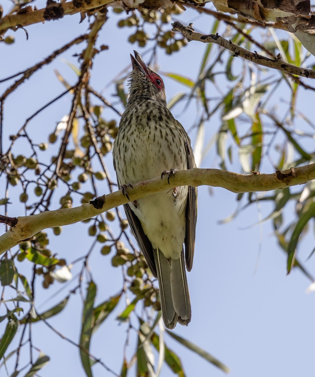 Australasian Figbird - ML643977786