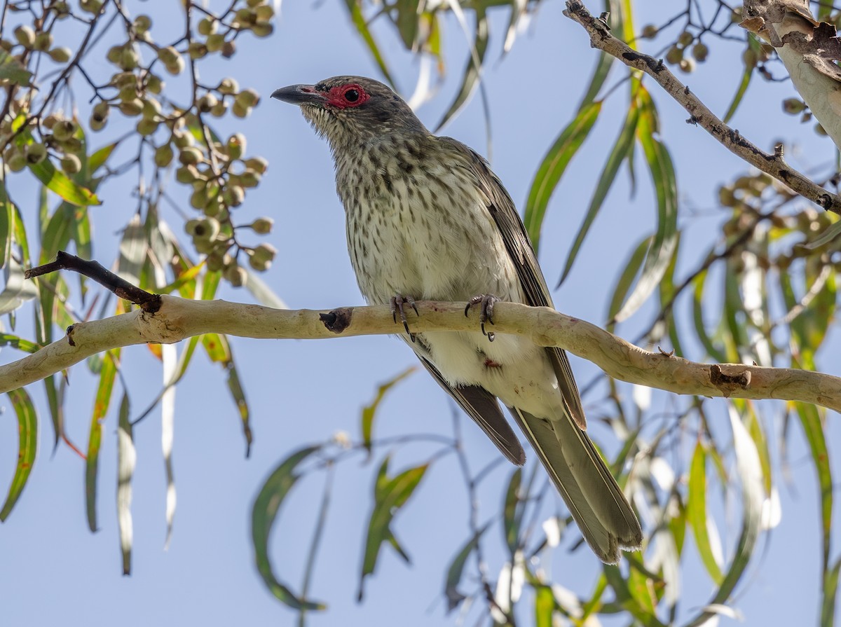 Australasian Figbird - ML643977787