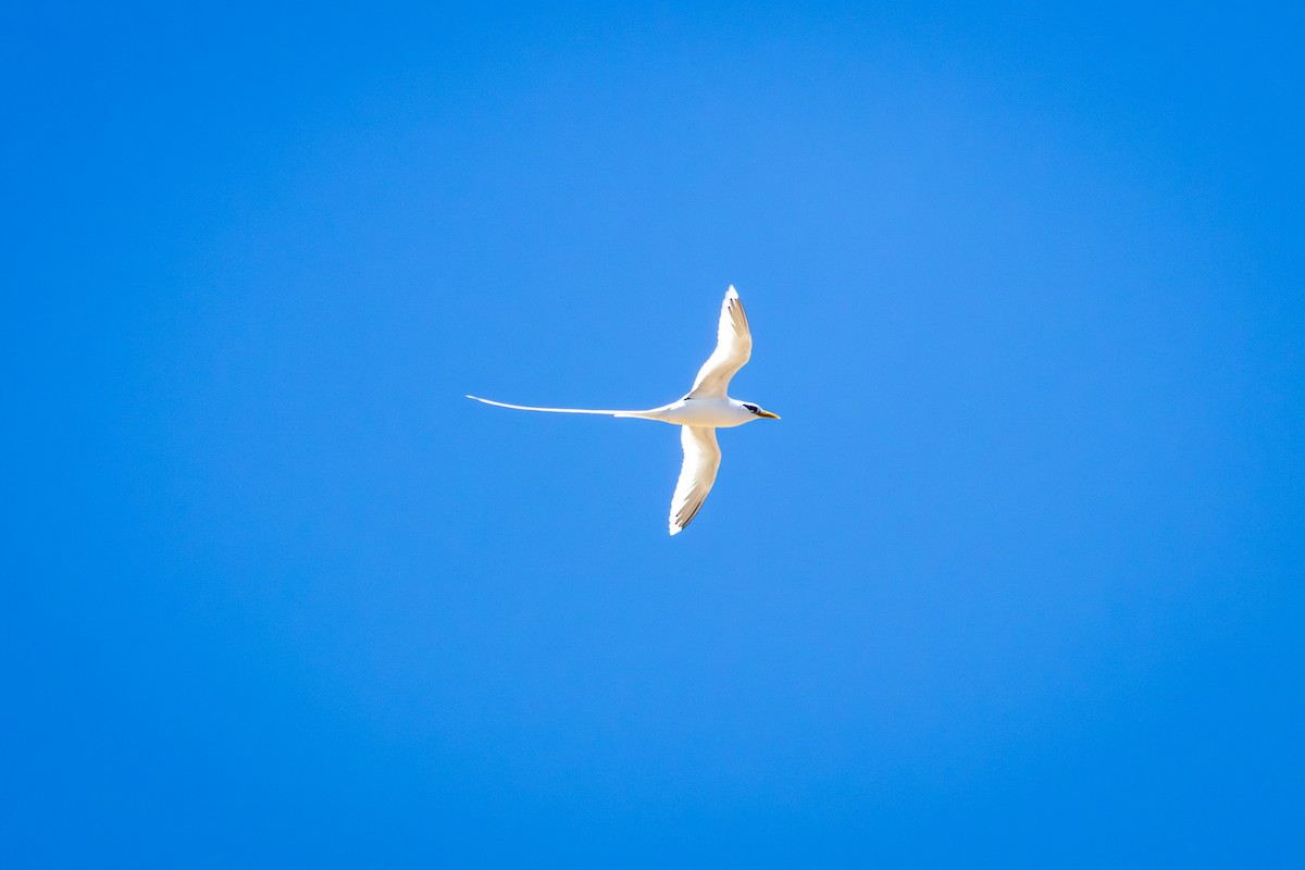 White-tailed Tropicbird - ML643977795