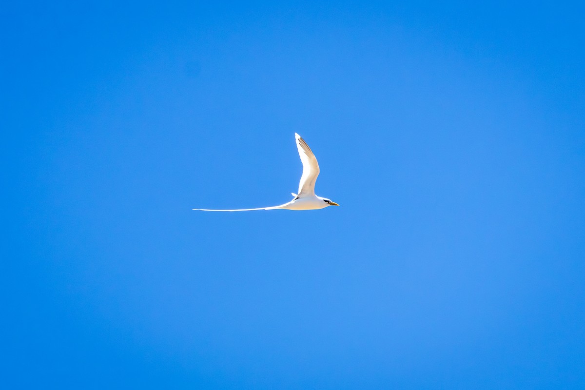 White-tailed Tropicbird - ML643977796