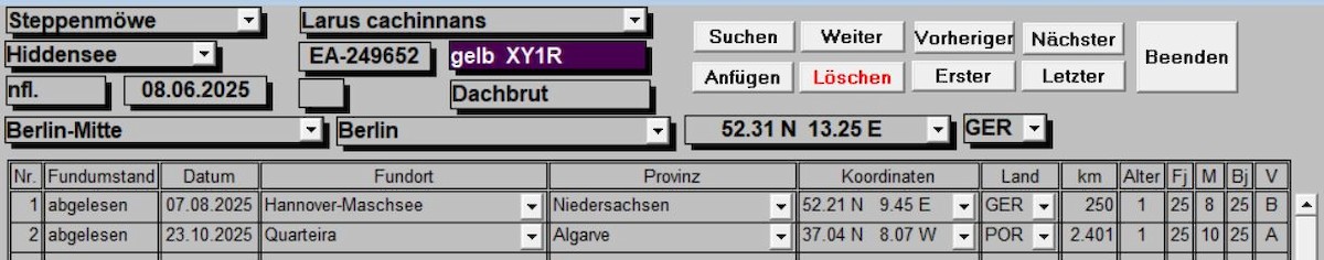 Caspian Gull - ML643977811