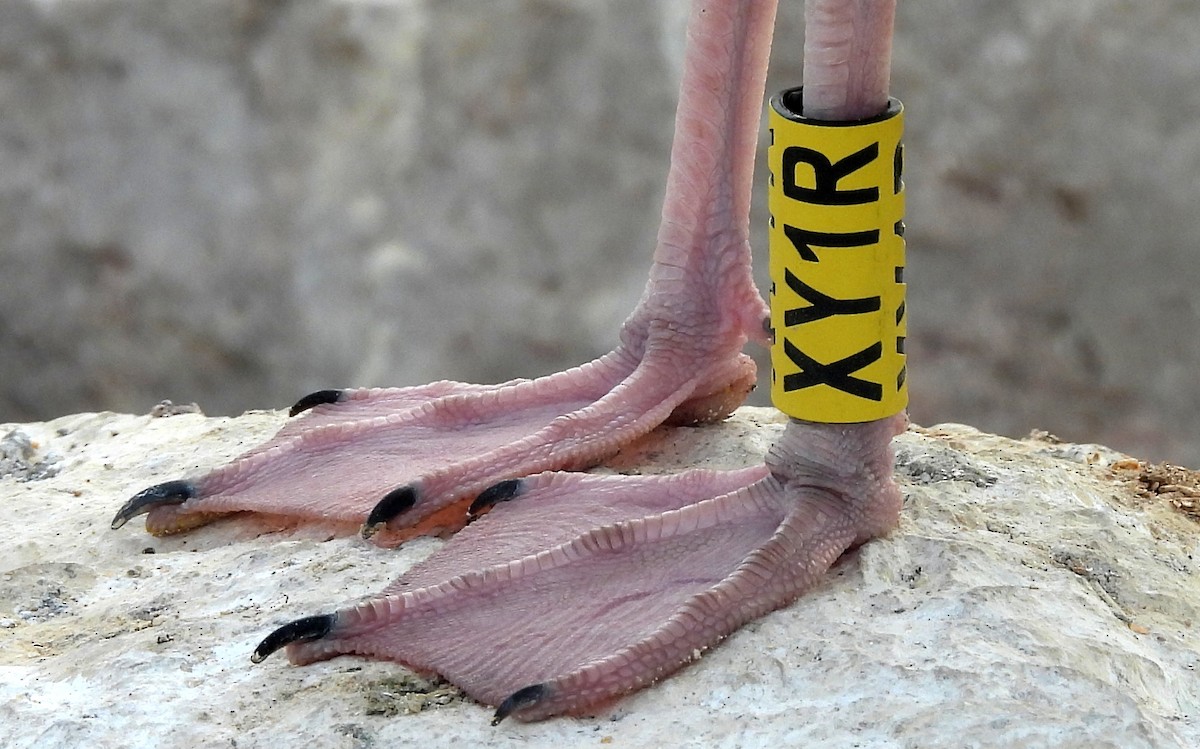 Caspian Gull - ML643977812