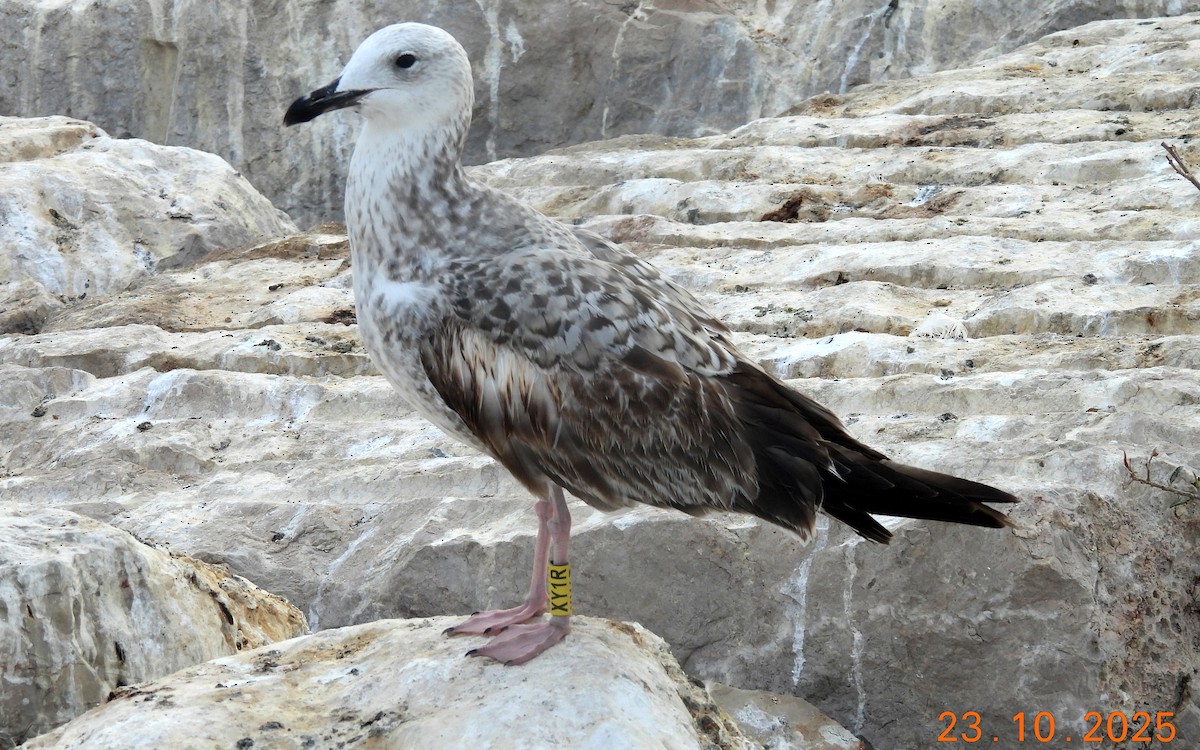 Caspian Gull - ML643977813