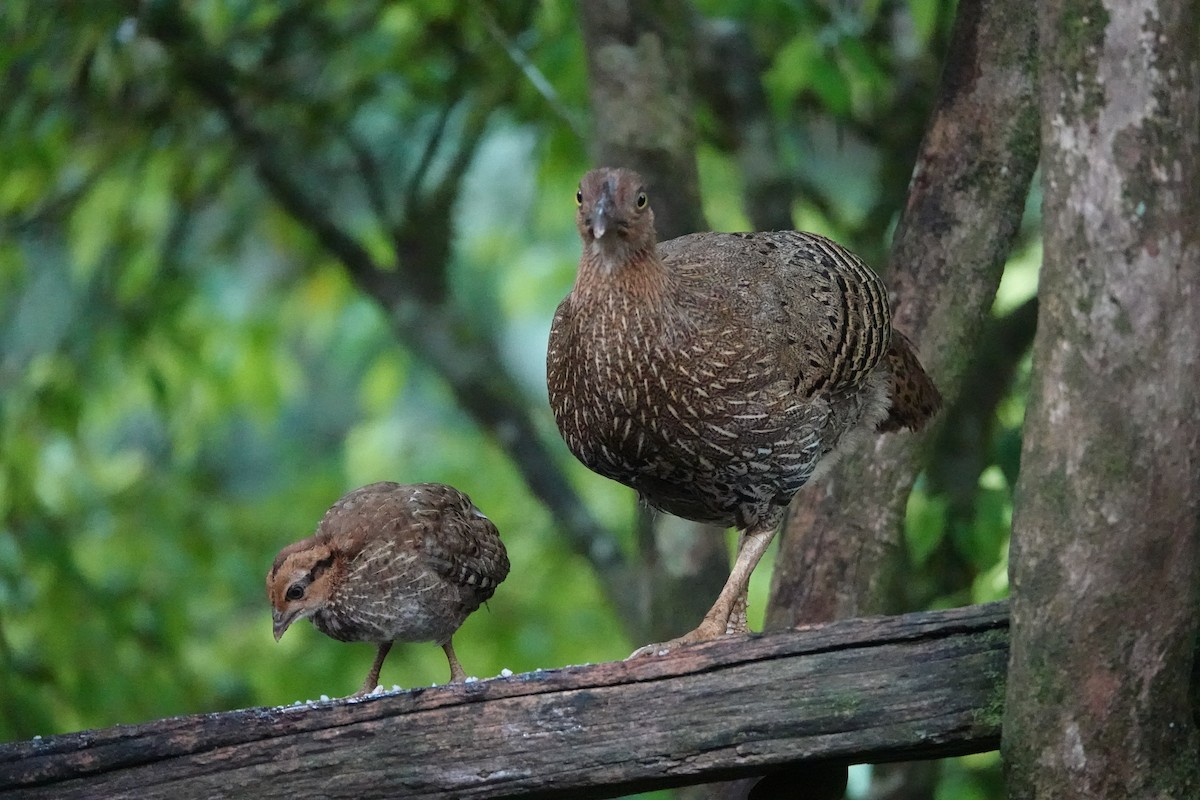 Sri Lanka Junglefowl - ML643977819