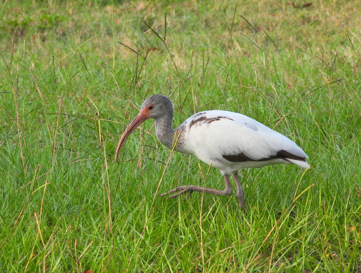 Ibis Blanco - ML643977829