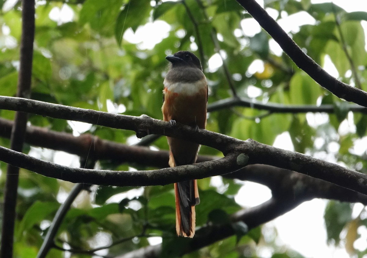 Malabar Trogon - ML643977844