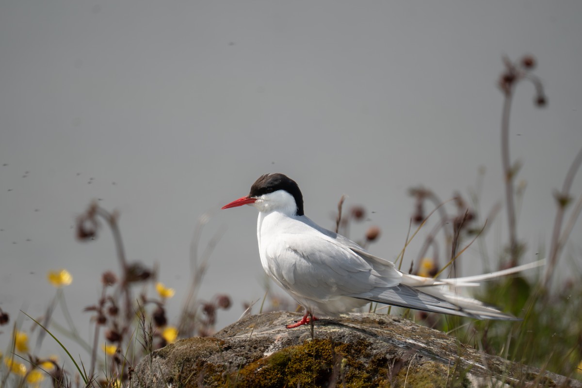 Arctic Tern - ML643977851