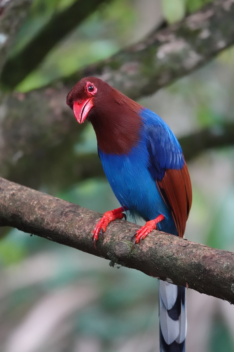 Sri Lanka Blue-Magpie - ML643977855