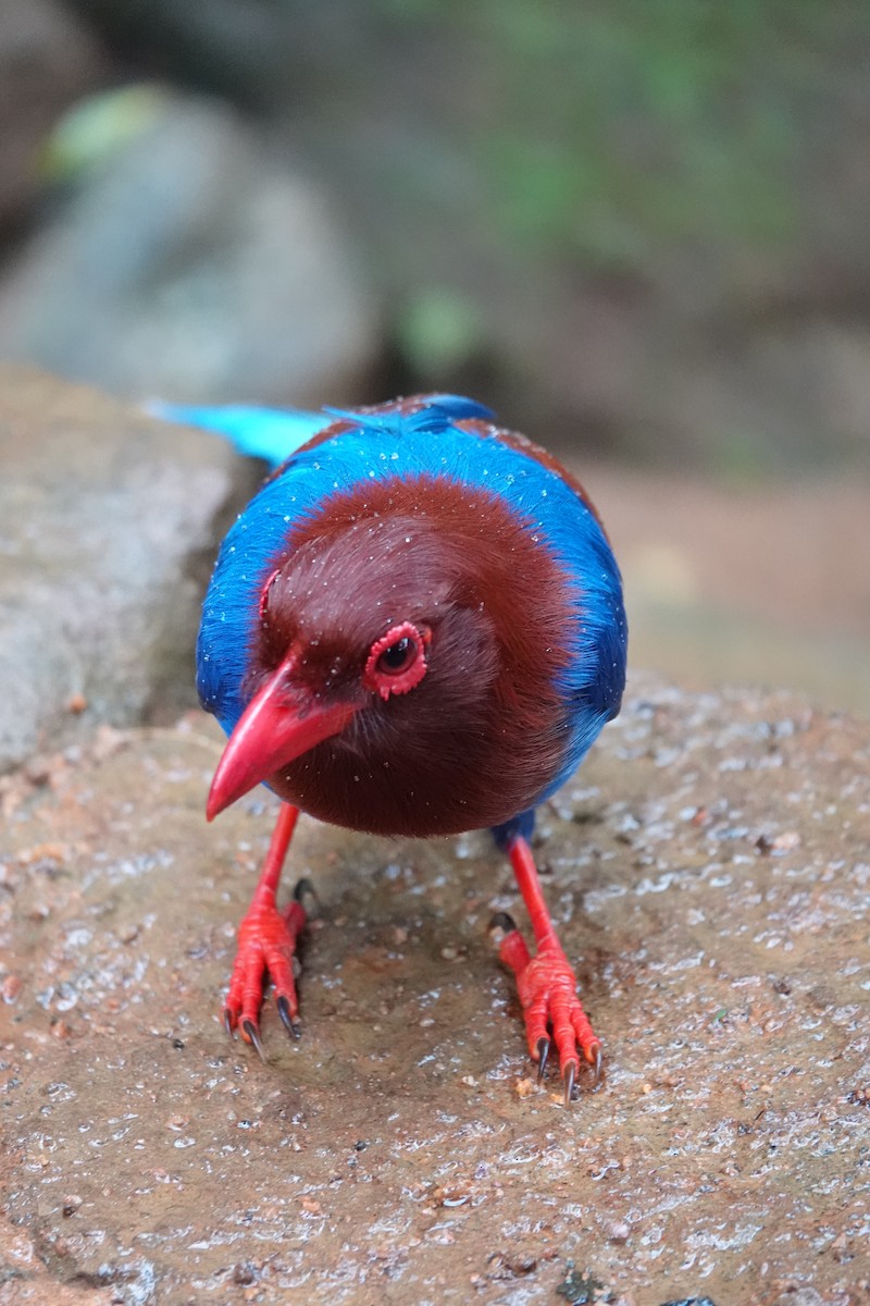 Sri Lanka Blue-Magpie - ML643977856