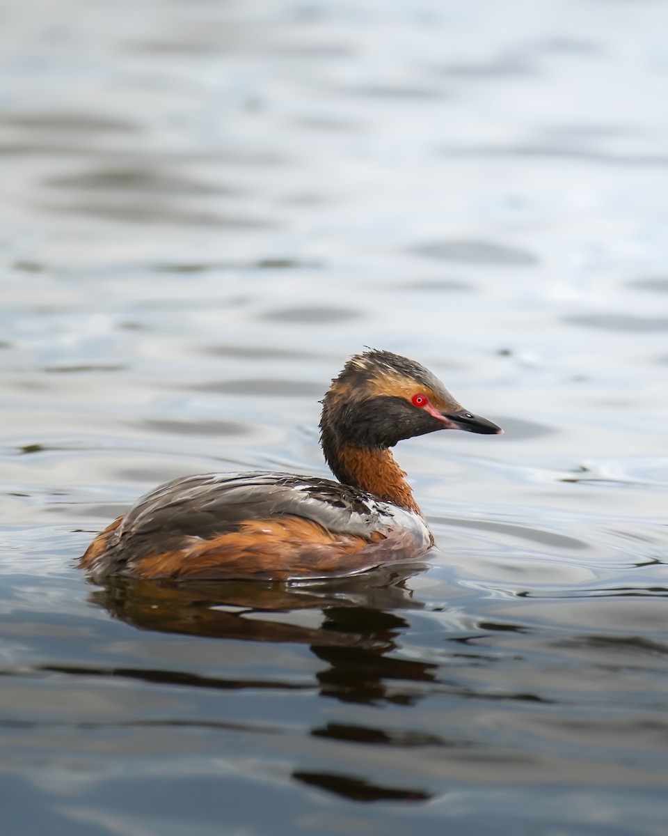 Horned Grebe - ML643977865
