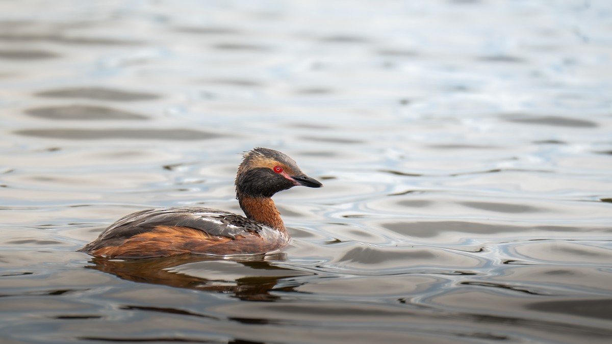 Horned Grebe - ML643977866
