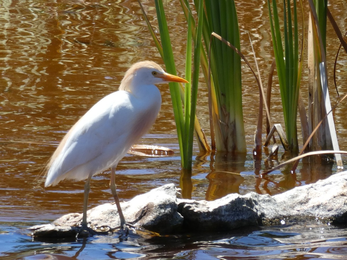 Western Cattle-Egret - ML643977869