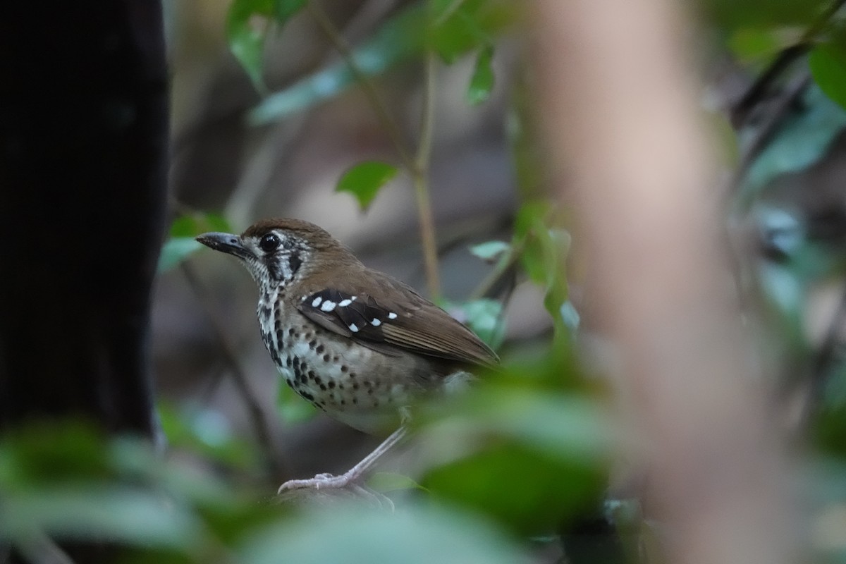 Spot-winged Thrush - ML643977875