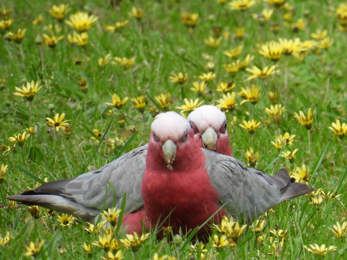 モモイロインコ - ML643977893