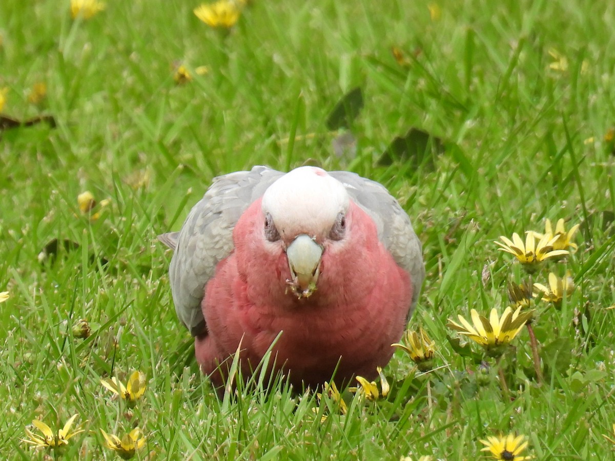 モモイロインコ - ML643977894