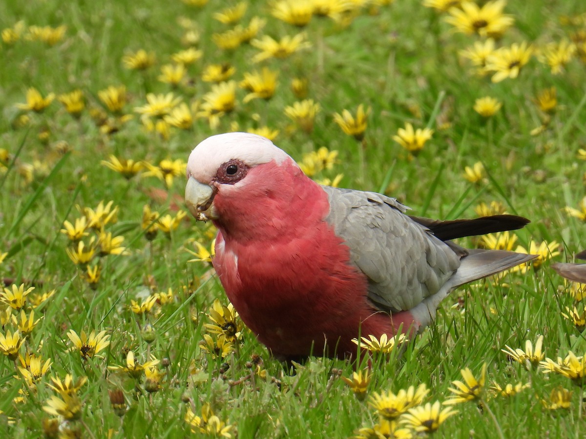 モモイロインコ - ML643977895