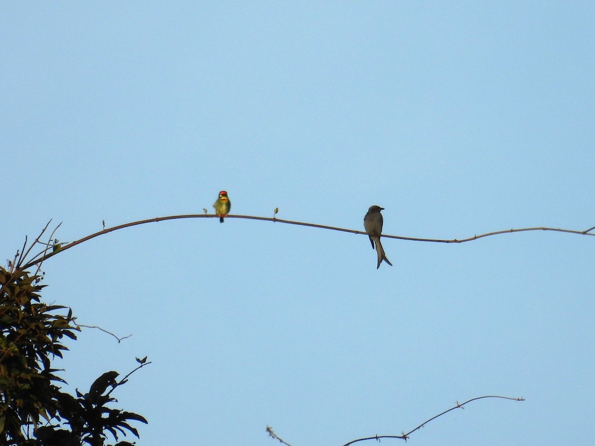 Coppersmith Barbet - ML643977904