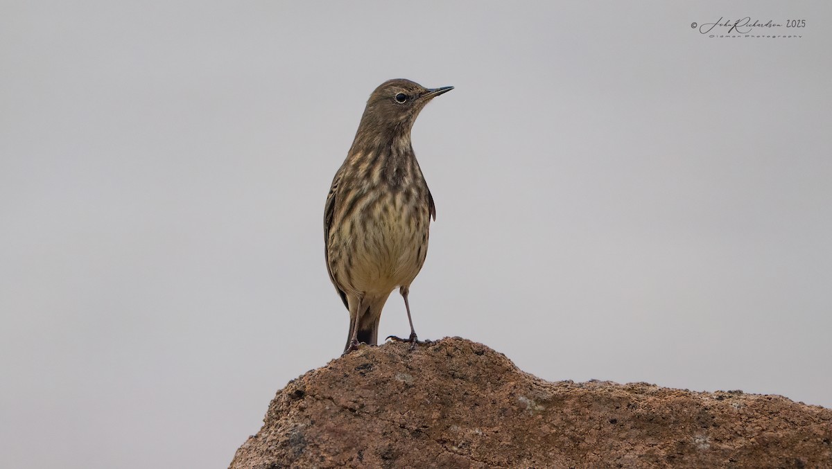 Rock Pipit - ML643977940