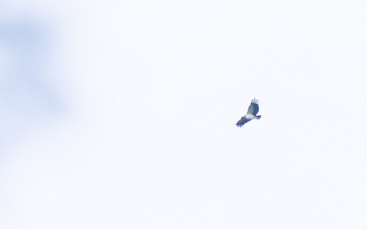 King Vulture - ML643977943