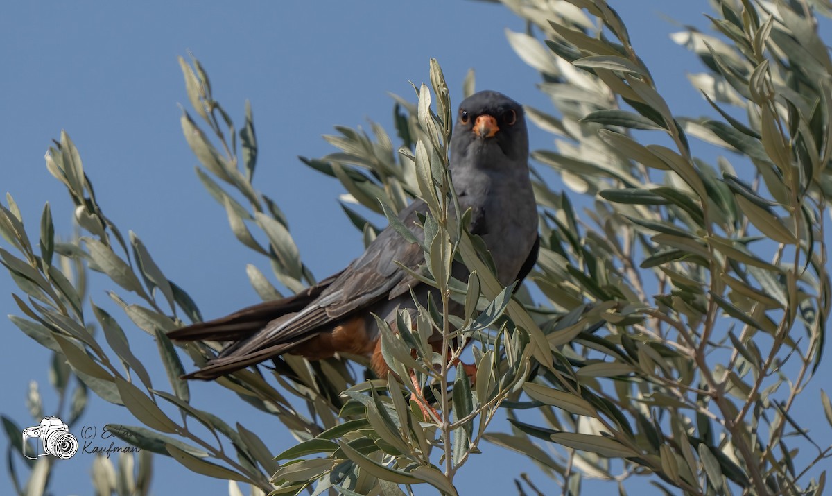 Турамтай шонхор - ML643977946