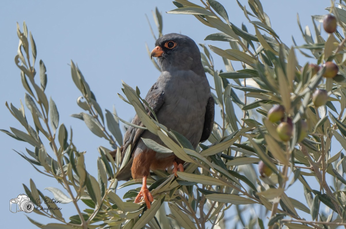 Турамтай шонхор - ML643977948