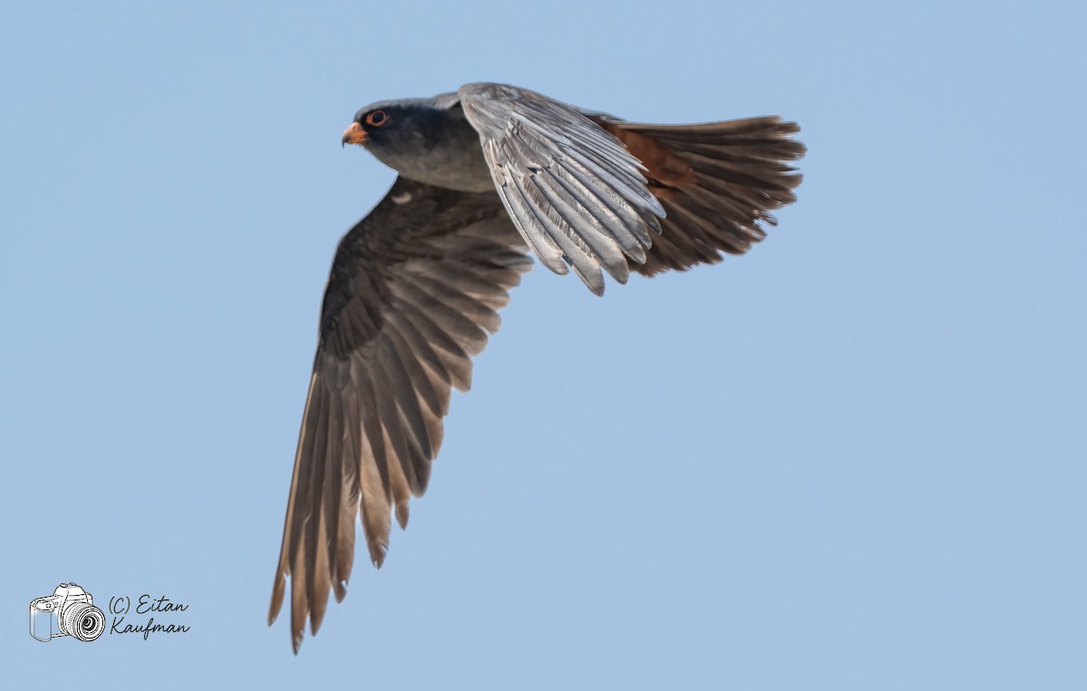 Турамтай шонхор - ML643977961