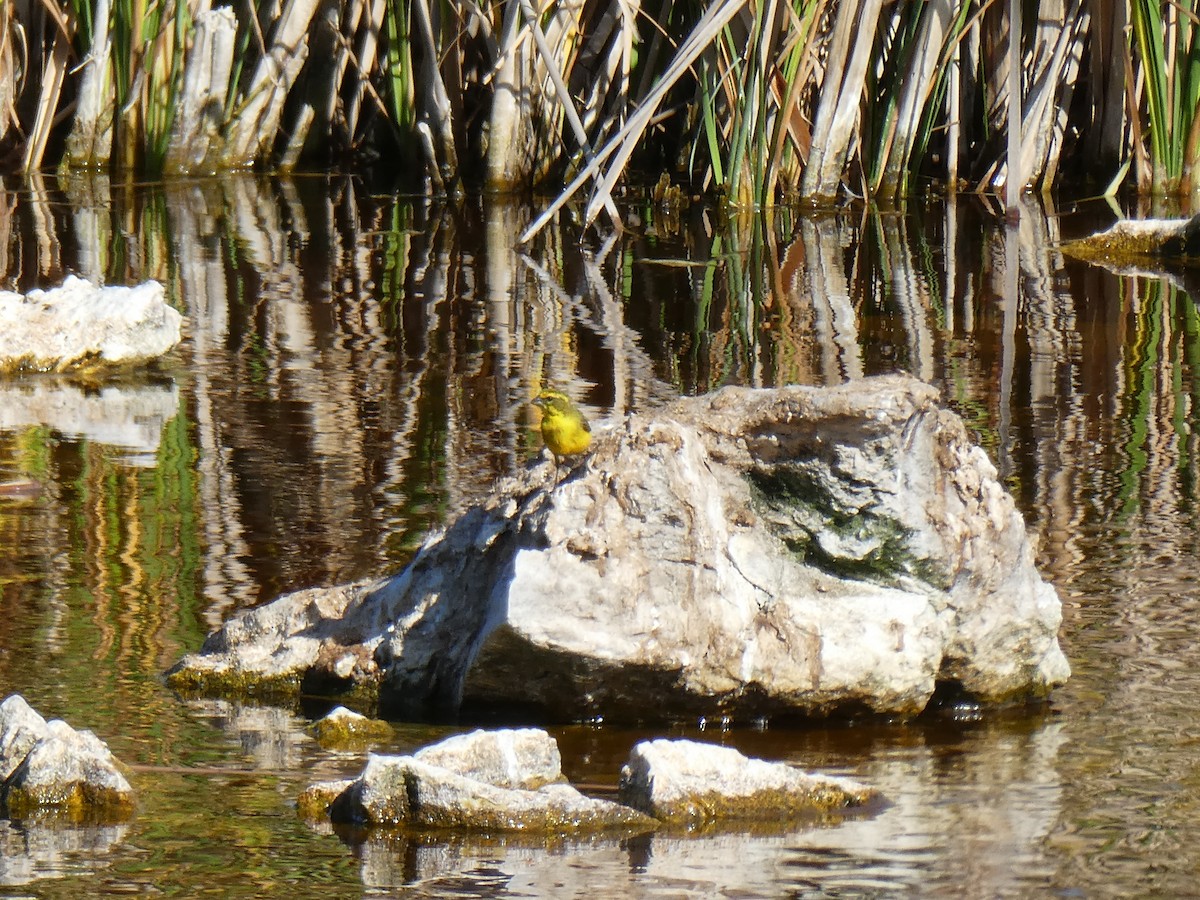 Sarı İskete - ML643977962