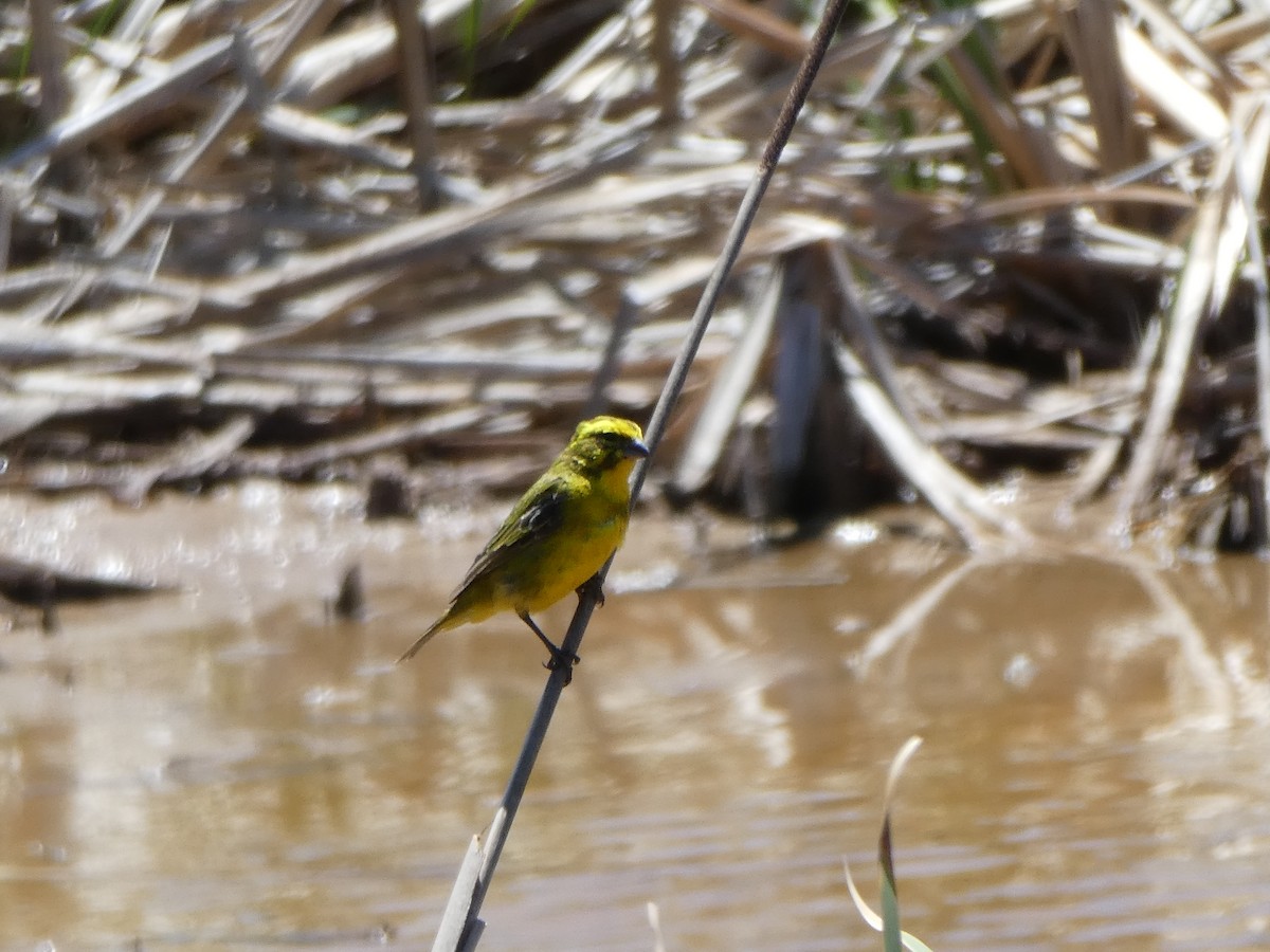 Sarı İskete - ML643977969