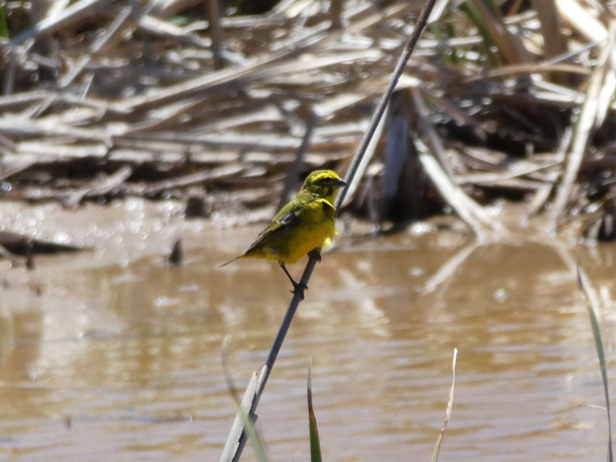 Sarı İskete - ML643977970