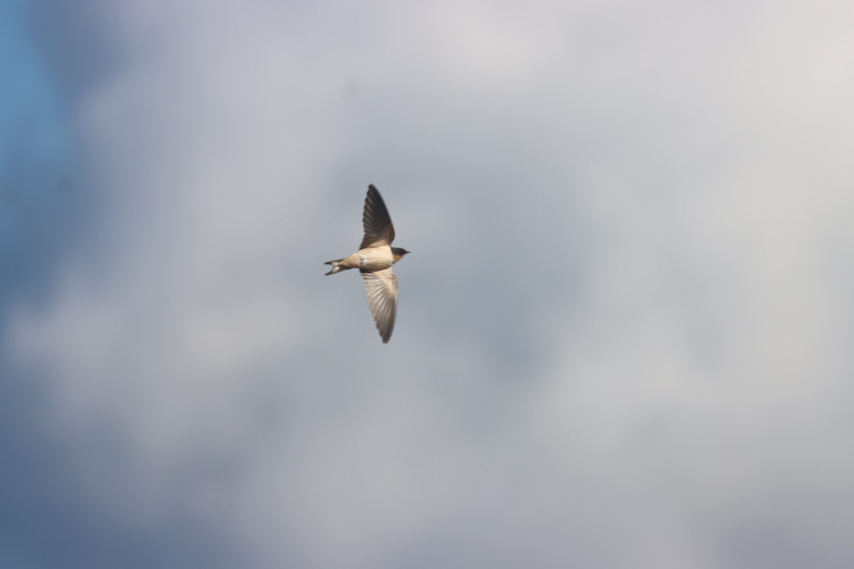 Barn Swallow - ML643977971