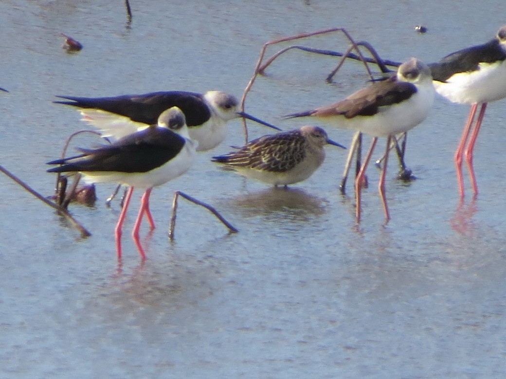 Ruff - ML643977973