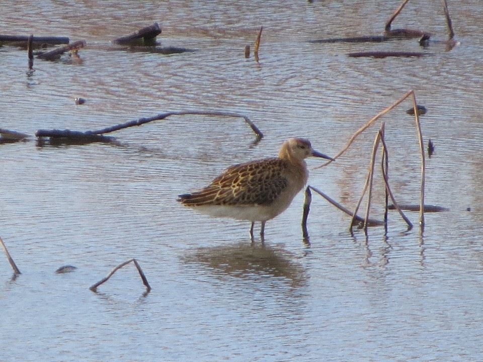 Ruff - ML643977974