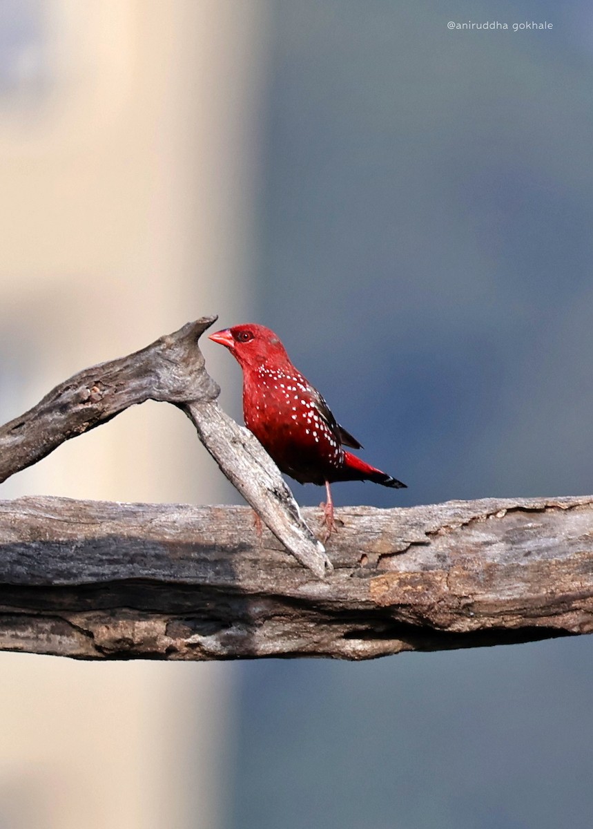 Red Avadavat - ML643977975