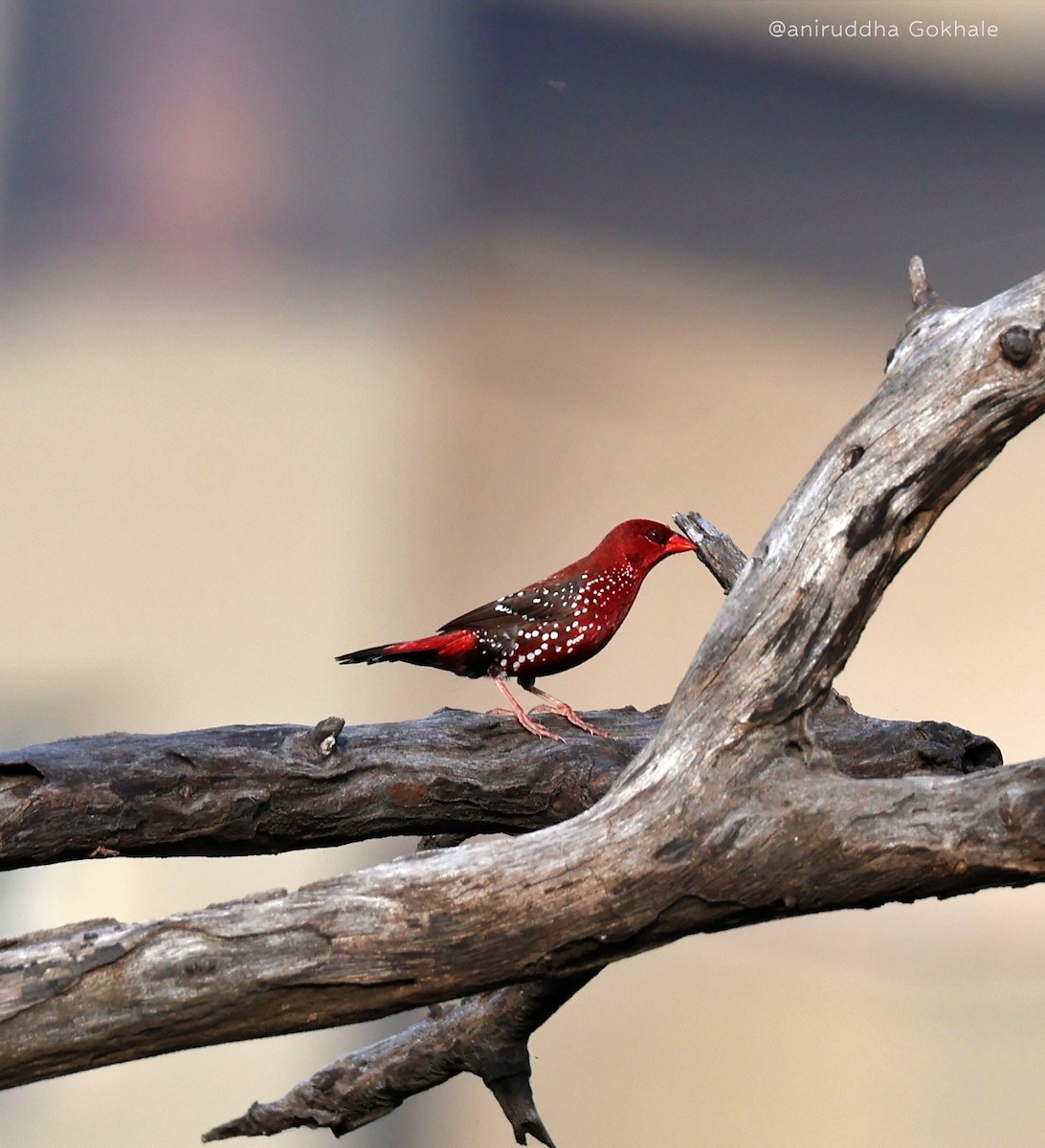 Red Avadavat - ML643977976