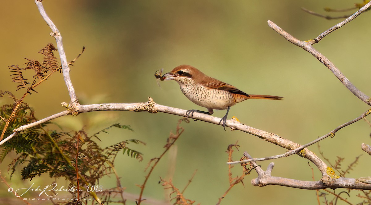 Brown Shrike - ML643977978