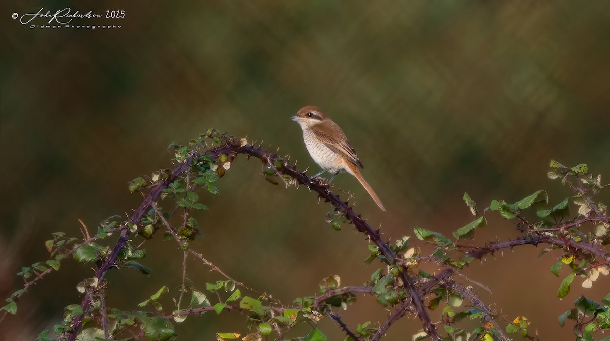 Brown Shrike - ML643977979