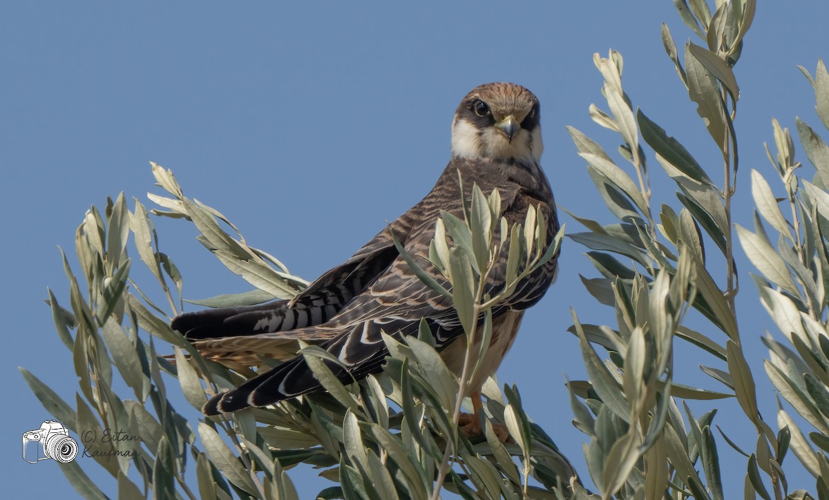 Red-footed Falcon - ML643977985