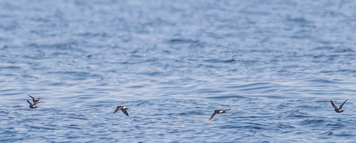 European Storm-Petrel - ML643977986