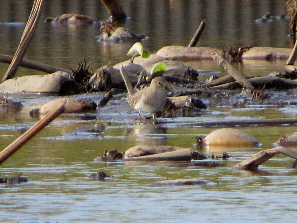 Temminck's Stint - ML643977987