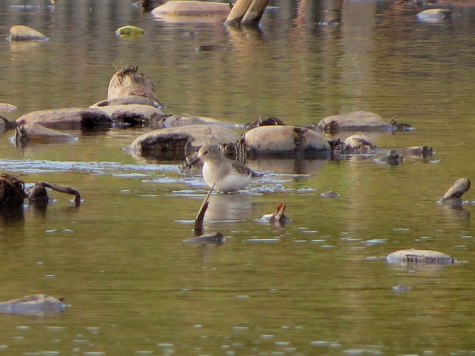 Temminck's Stint - ML643977988