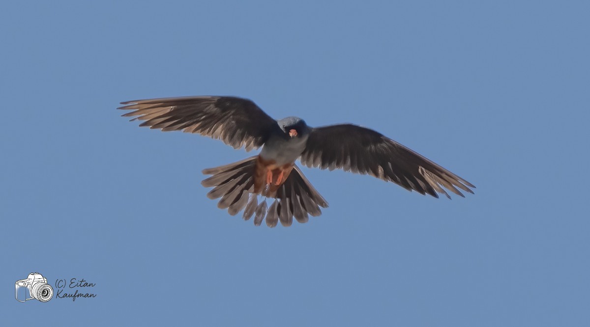 Red-footed Falcon - ML643977992
